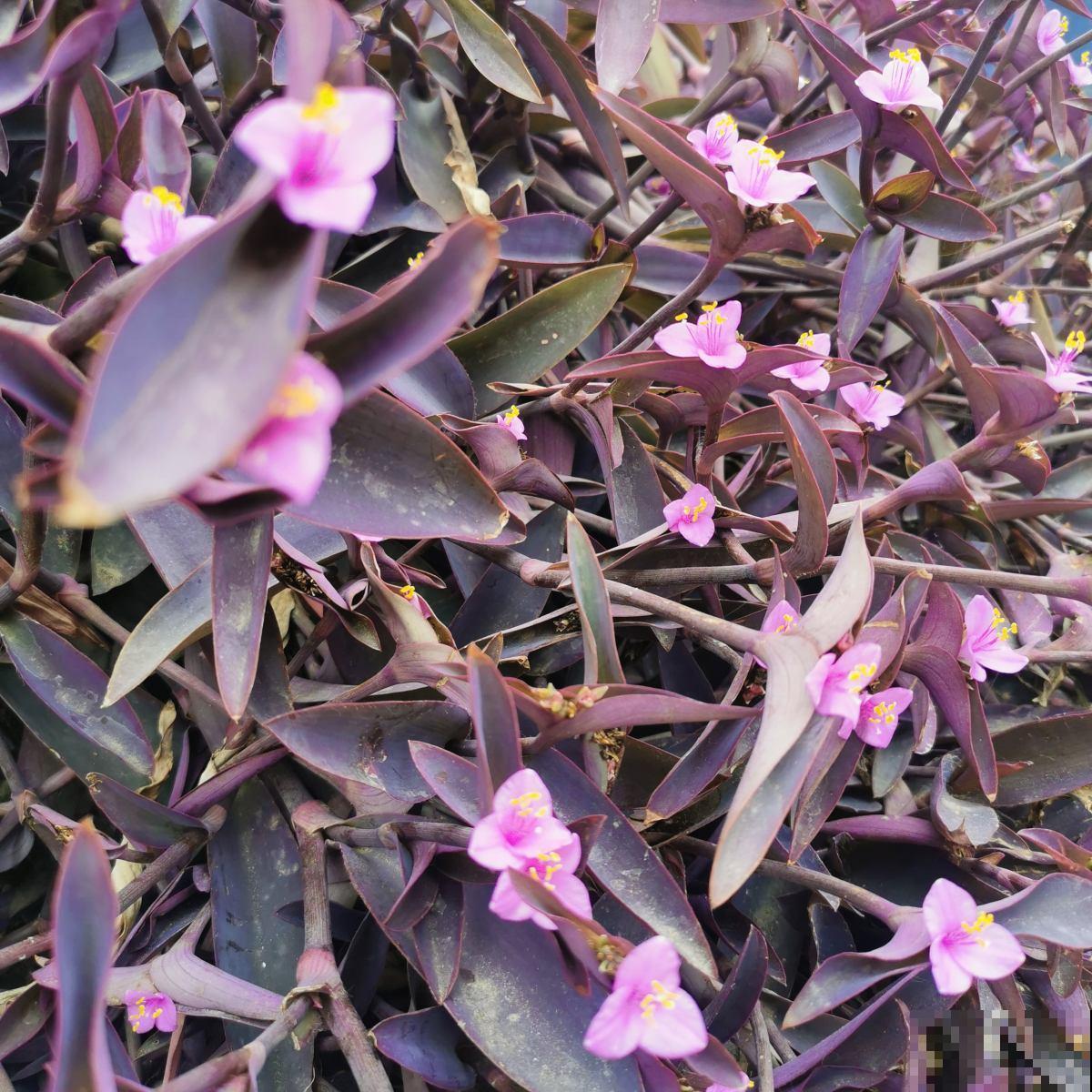 3种花太强悍，钻到墙缝、地缝都能活，夏天照样开花！