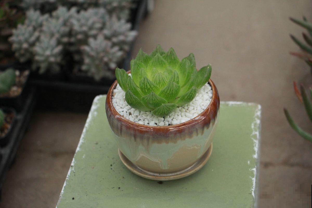 多肉养不旺？稍微加点技巧，蹭蹭“长肉”！