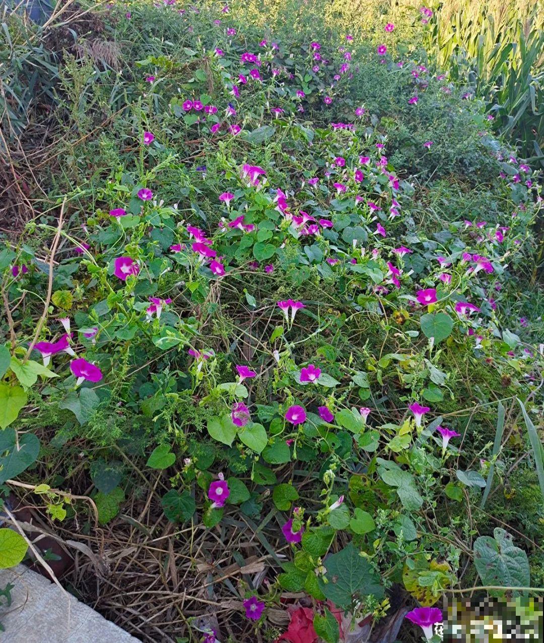 一棵旱金莲,开花又多又没,1年就能长成花墙! 一棵旱金莲,开花又多又没,1年就能长成花墙!
