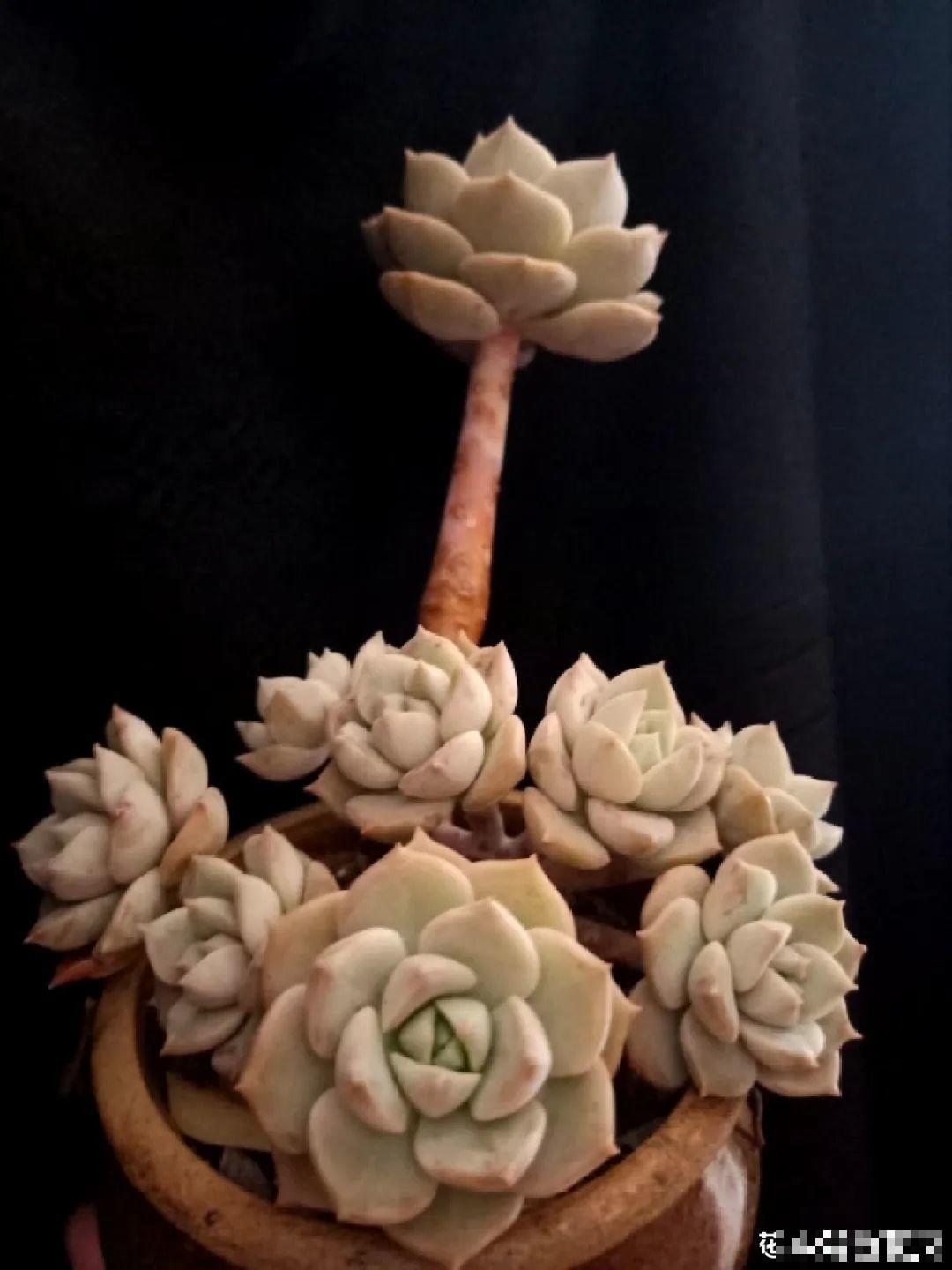 多肉一旦杂交,颜值上升不少,养护也简单 多肉一旦杂交,颜值上升不少,养护也简单