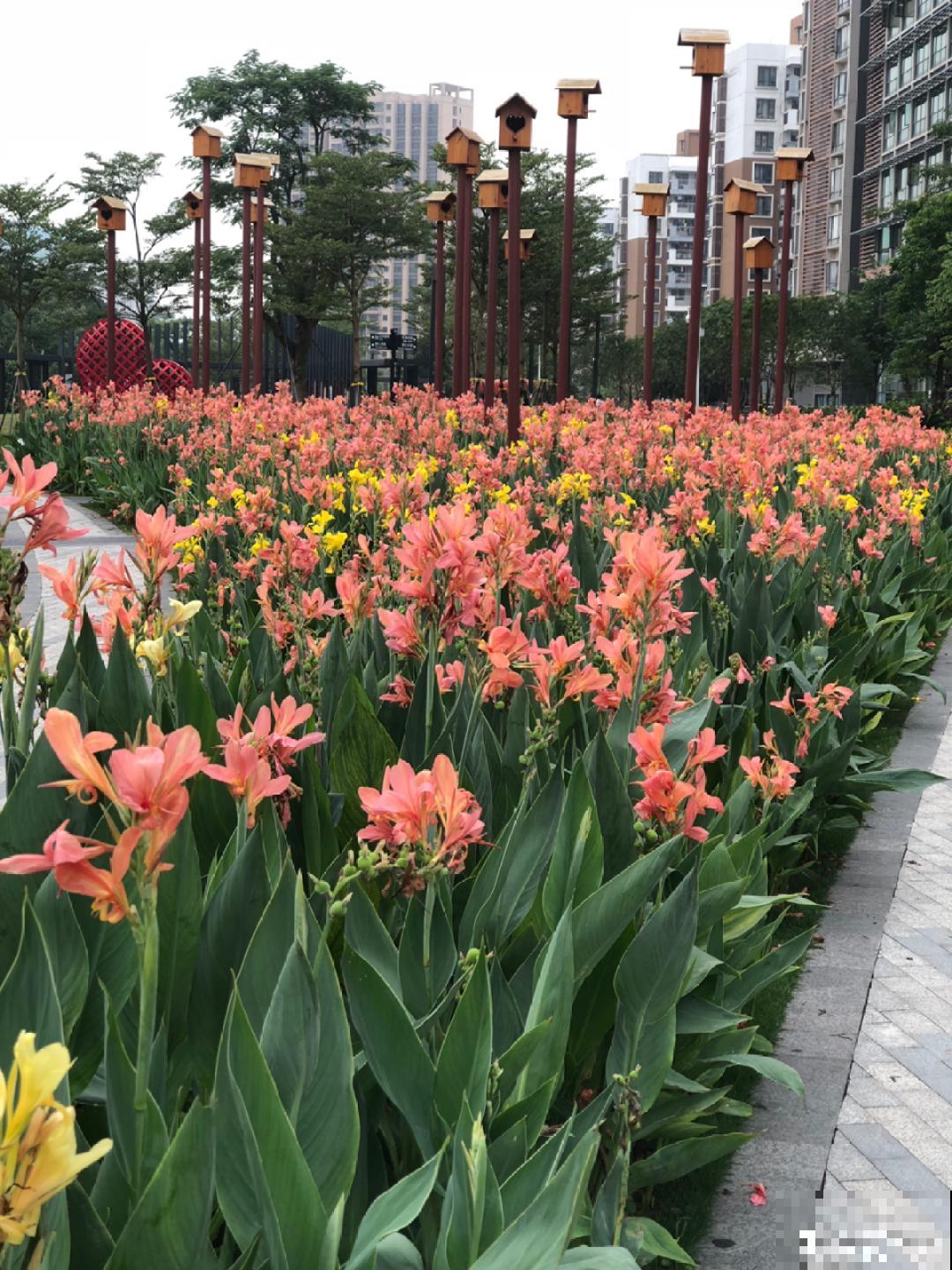 10种花夏天喝水多,多浇水,很快爆满一大缸 10种花夏天喝水多,多浇水,很快爆满一大缸