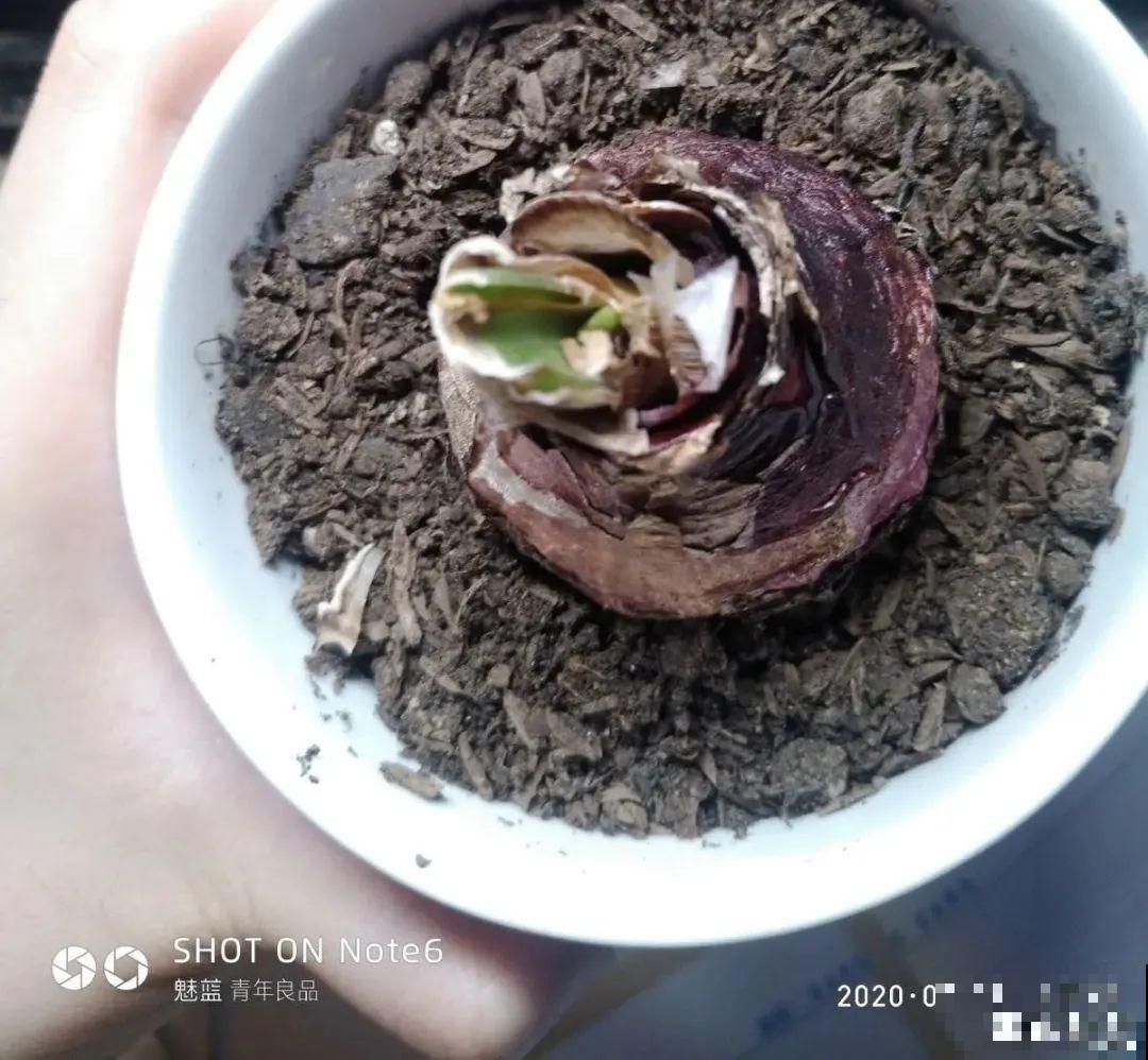 长寿开花后，要好好修剪，很快冒新芽