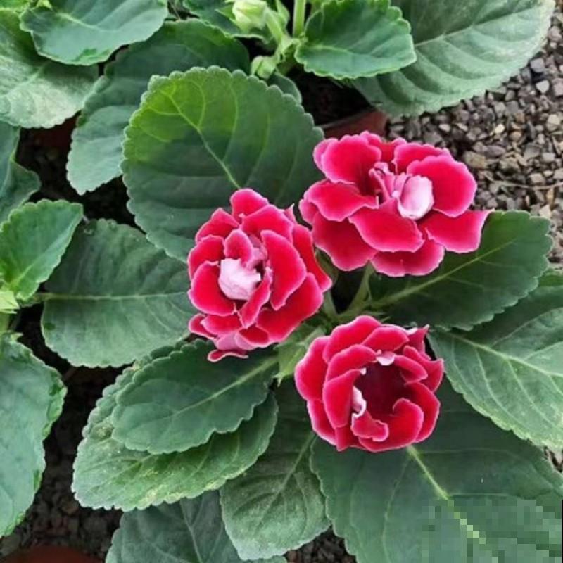 大岩桐养不好,掌握这些技巧,新手养爆盆! 大岩桐养不好,掌握这些技巧,新手养爆盆!