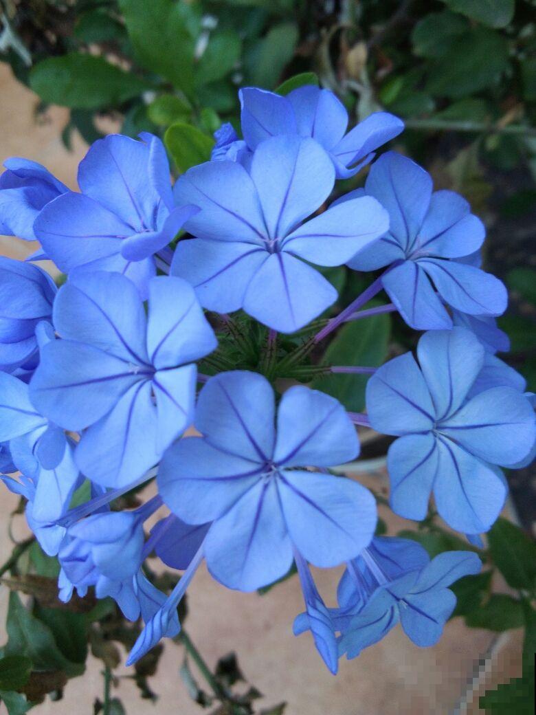 养花记住“两多”,养开花没问题,新手也能养爆盆 养花记住“两多”,养开花没问题,新手也能养爆盆