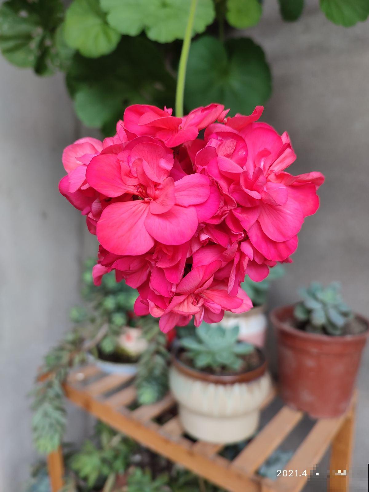 4种花夏天难熬，现在养护就得注意，不然过不了夏天