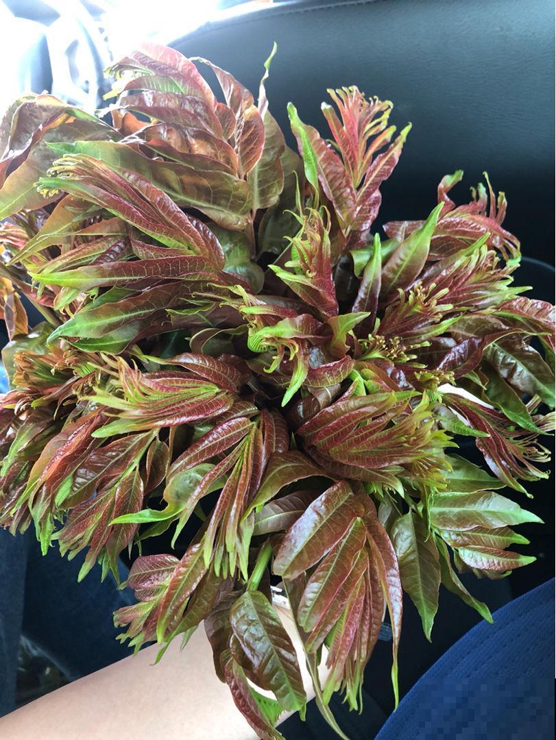 春天的野菜要趁新鲜，过了这季就没了，错过再等一年