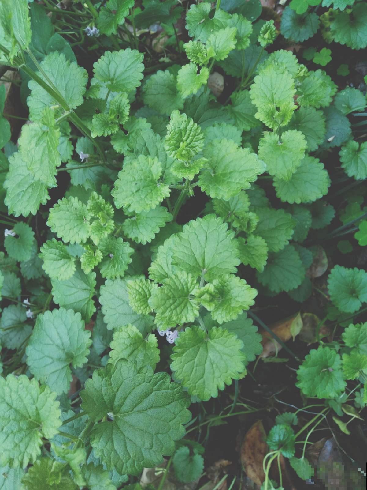 山上常见的野草，居然有大作用，跌打损伤都用它