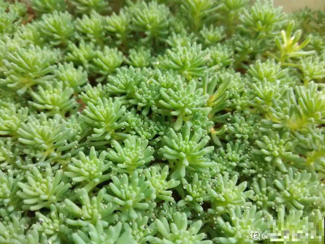 5种铺面多肉,沾土就活,迅速占满每一寸土地 5种铺面多肉,沾土就活,迅速占满每一寸土地