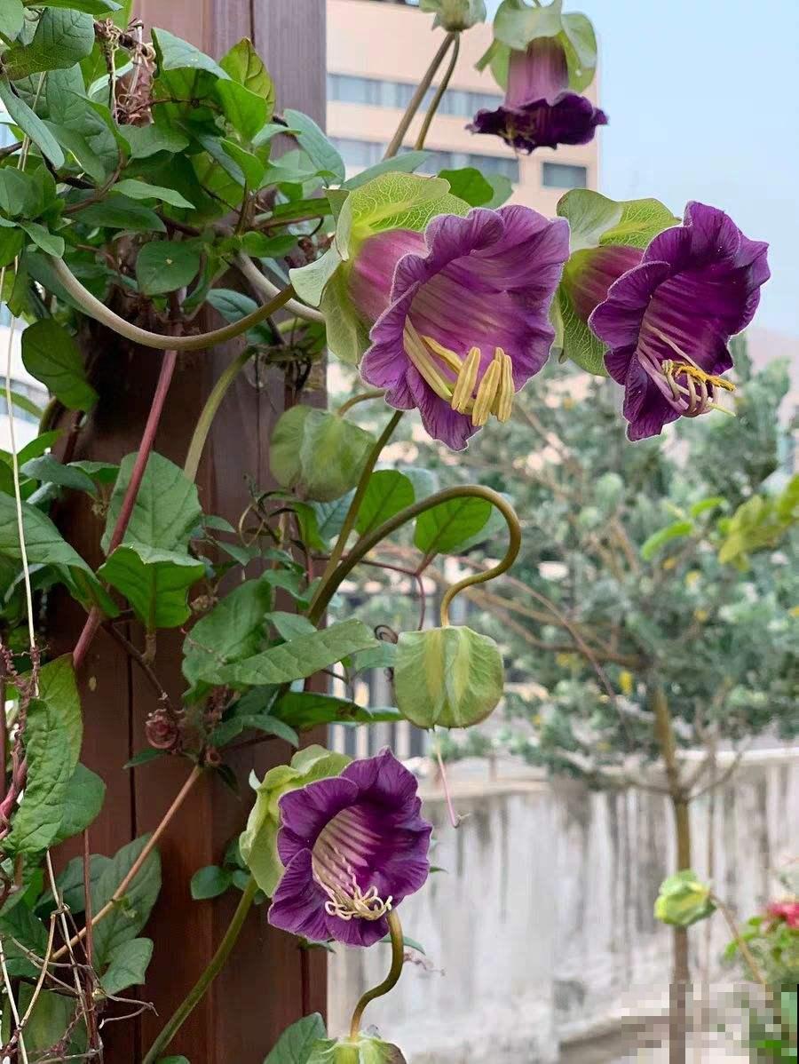 1种花名叫“电灯花”，枝条挂满“电灯花”，可爱又好看