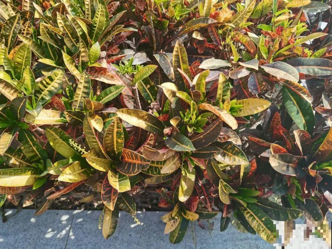 医院大门口,一男子竟被一片叶子砸晕,这叶子可真够大的 医院大门口,一男子竟被一片叶子砸晕,这叶子可真够大的