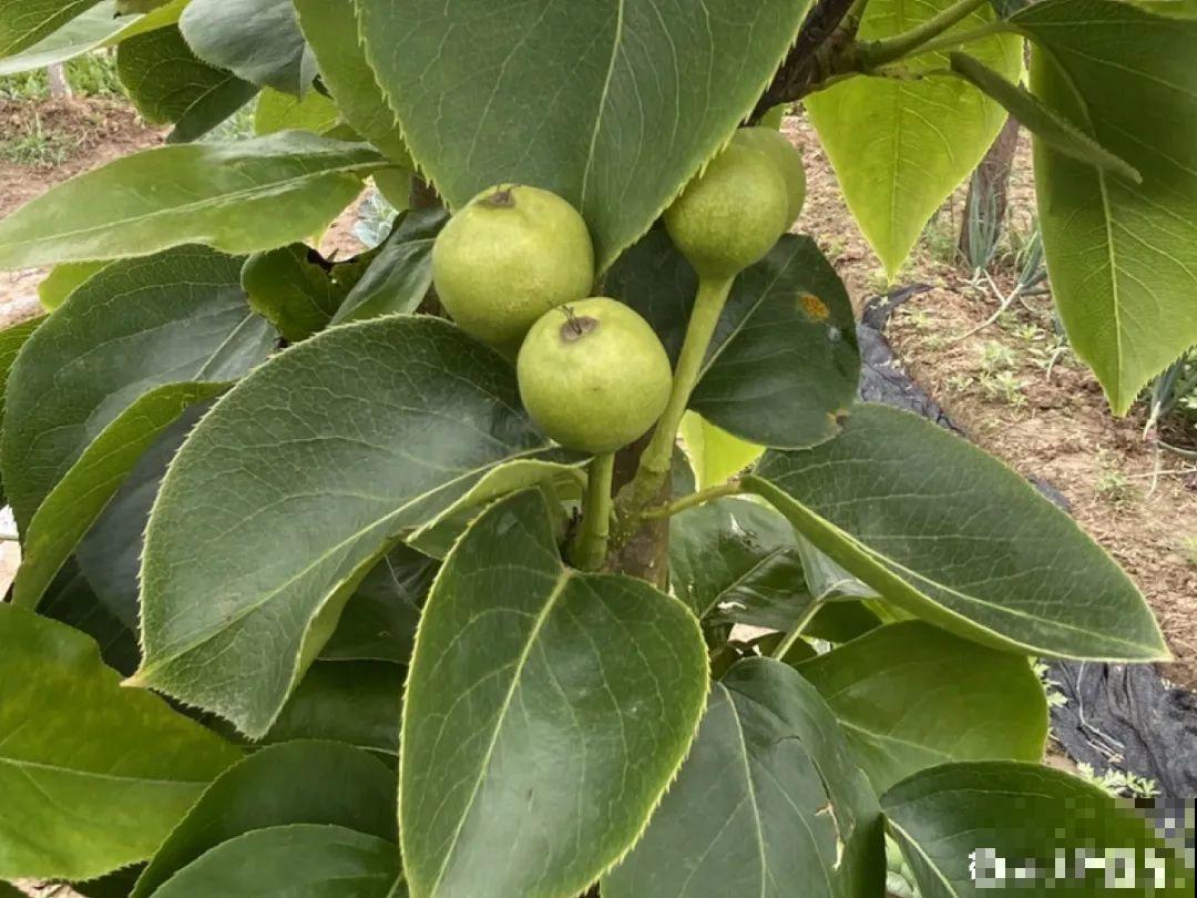 春天肥料要用对，根据植株种类施，效果更好