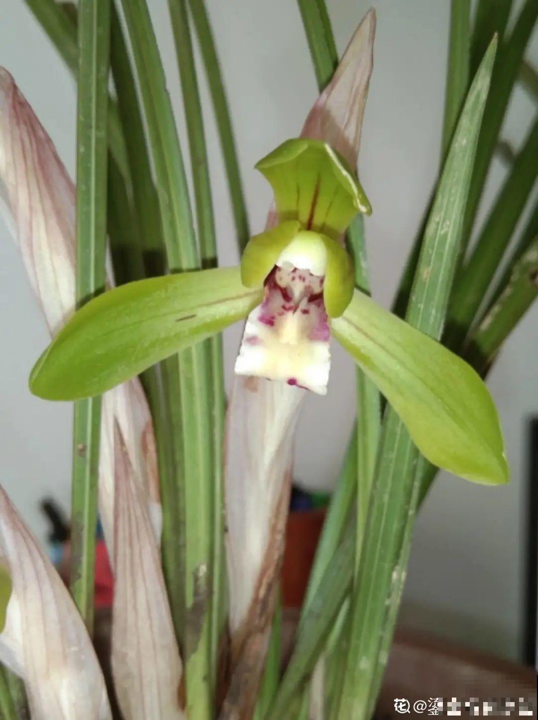 家里养盆香水花,满屋子飘香,还能净化空气 家里养盆香水花,满屋子飘香,还能净化空气