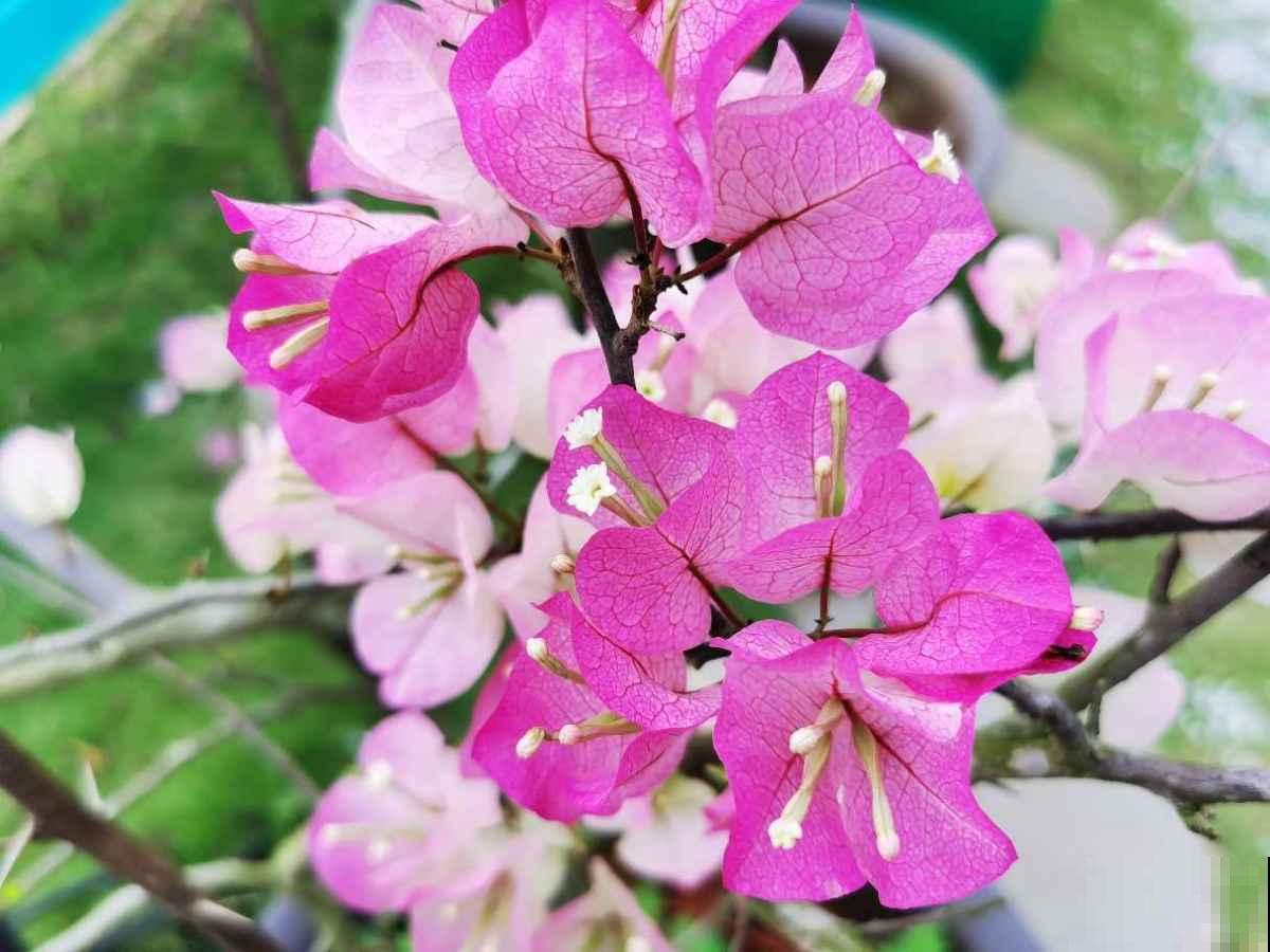 极具春日“氛围感”的植物,在家养一盆,把春天“锁在家” 极具春日“氛围感”的植物,在家养一盆,把春天“锁在家”