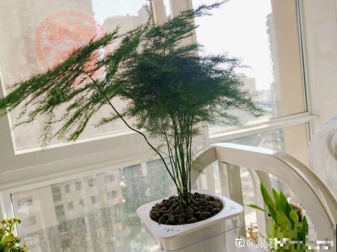 绿萝可以扔了,养盆“格调”花,颜值高还有气质 绿萝可以扔了,养盆“格调”花,颜值高还有气质