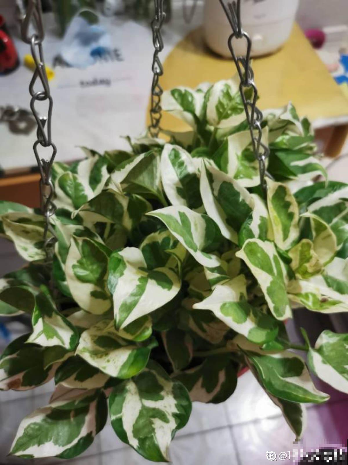 绿萝叶子长“花斑”,颜值更高了,气质拉满 绿萝叶子长“花斑”,颜值更高了,气质拉满