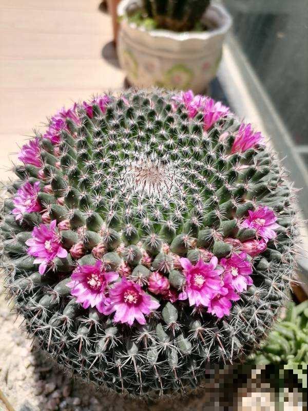 仙人球看着挺精神，实则根系都烂了，都是浇水多了惹的祸