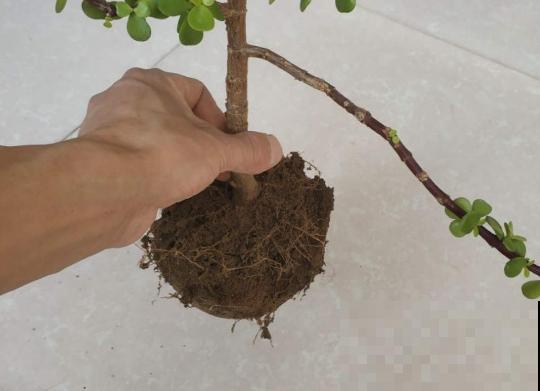 温度差不多稳定了,要准备给多肉换盆,记住这7个步骤 温度差不多稳定了,要准备给多肉换盆,记住这7个步骤