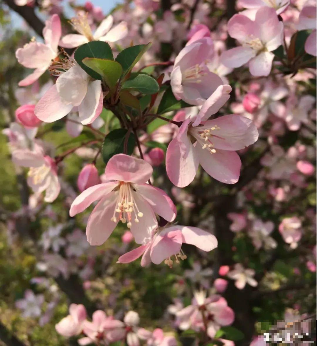 清明赏花，带上这份花卉图谱，变身行走的识花机器