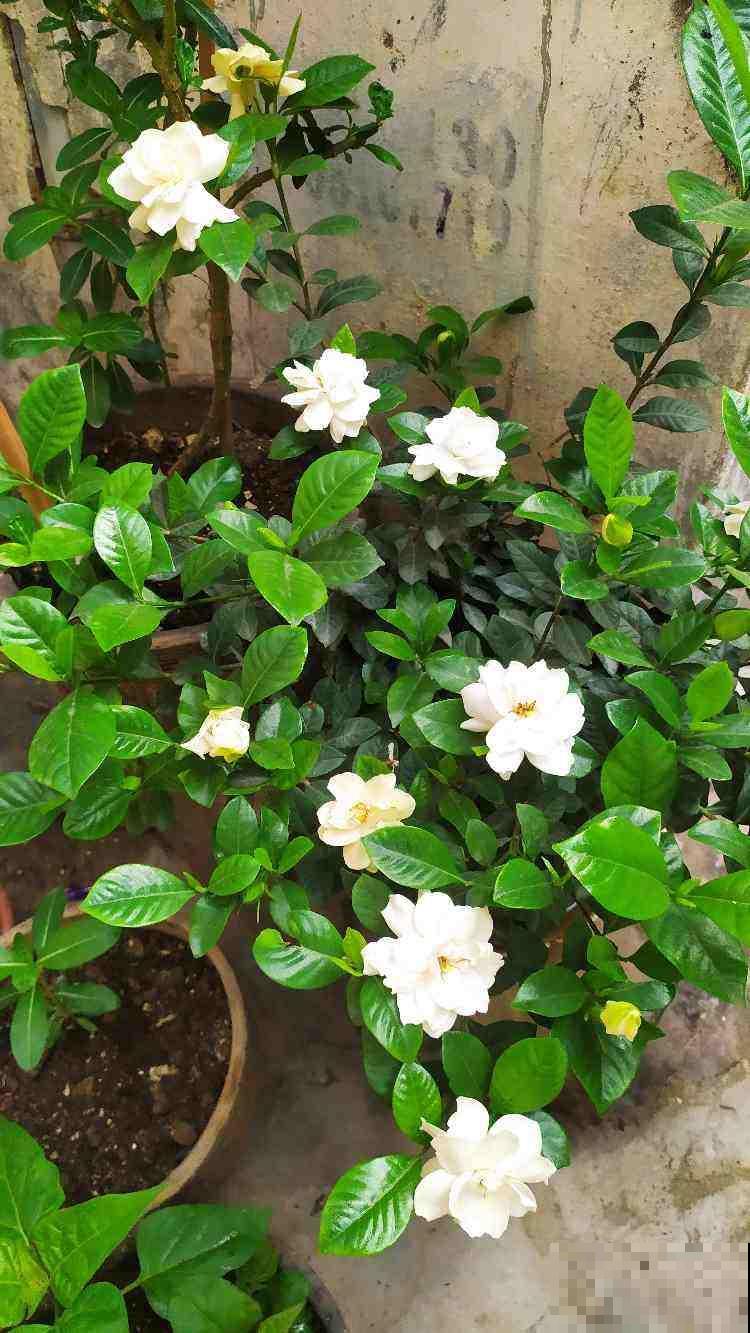 新手养花，记住“6个有”，把花养活没问题