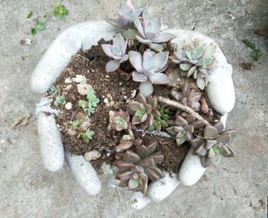 养多肉不用买花盆,只需一些水泥,自己就能DIY做花盆 养多肉不用买花盆,只需一些水泥,自己就能DIY做花盆