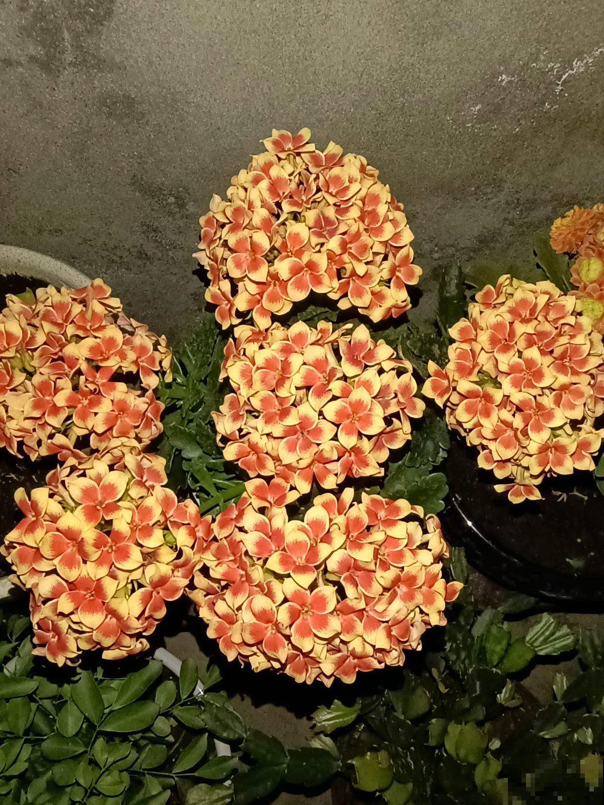 2种植物开花真喜人，一朵比拳头还大， 现在正是花期