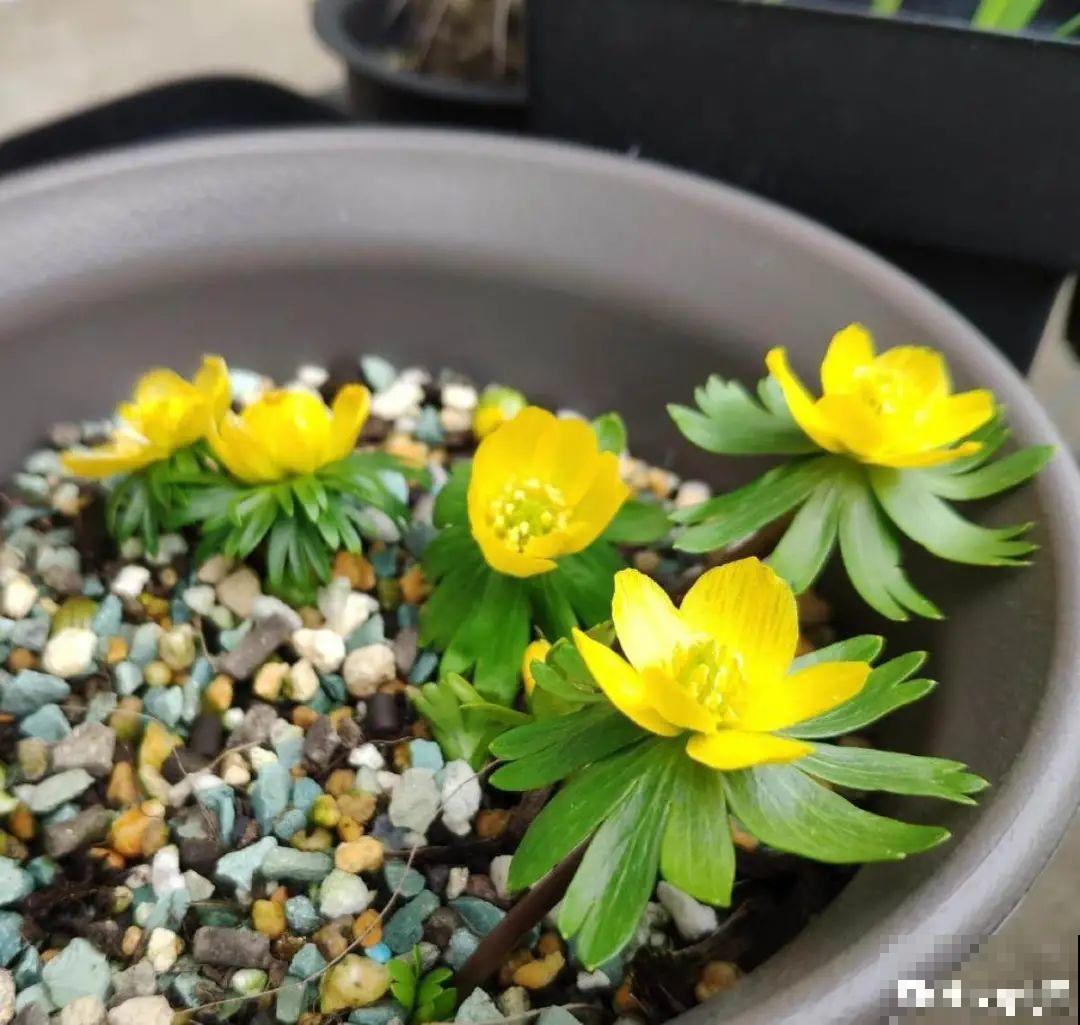 在家种一盆小草,开花的时候,惊艳所有人 在家种一盆小草,开花的时候,惊艳所有人