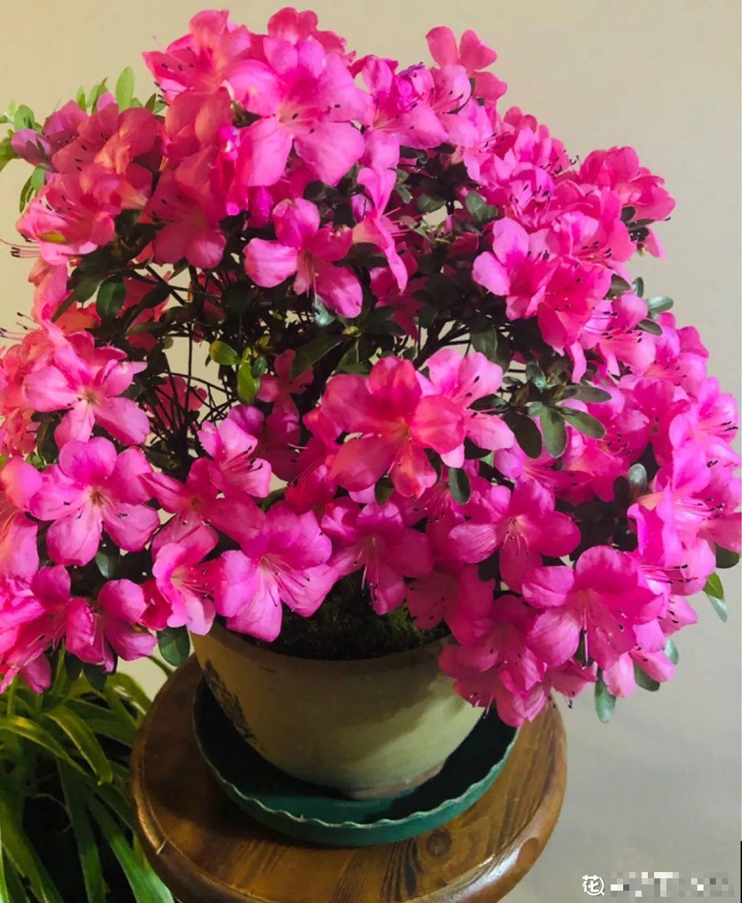 超级“喜水”的花，3天不浇水，就离死不远了