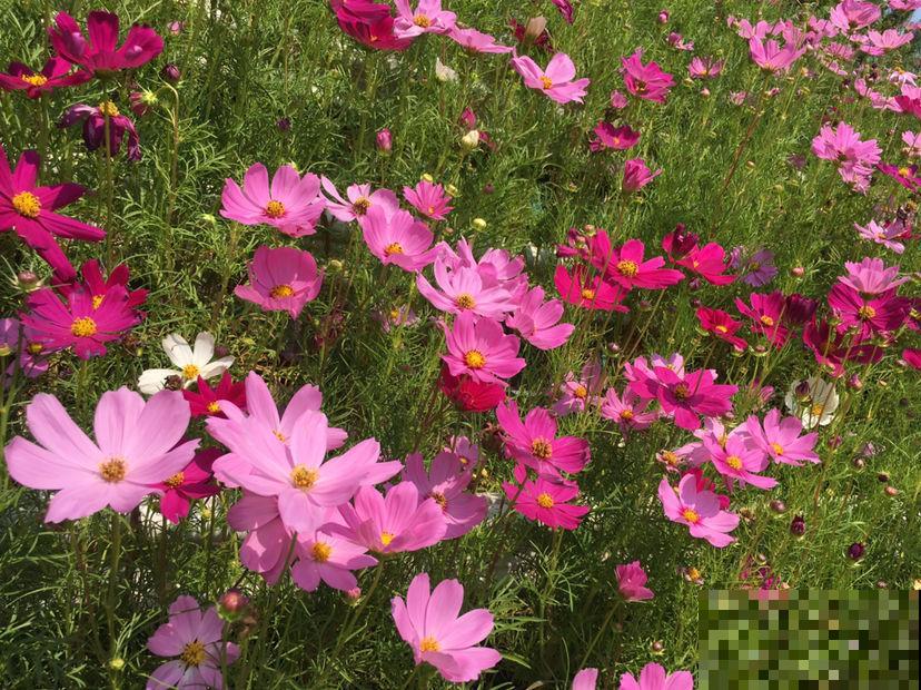 适合孩子们养的花,个个好养易爆盆,开花五颜六色真好看 适合孩子们养的花,个个好养易爆盆,开花五颜六色真好看