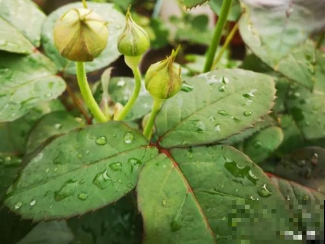月季现在赶紧施肥，不然越长越差，上肥后月月开花