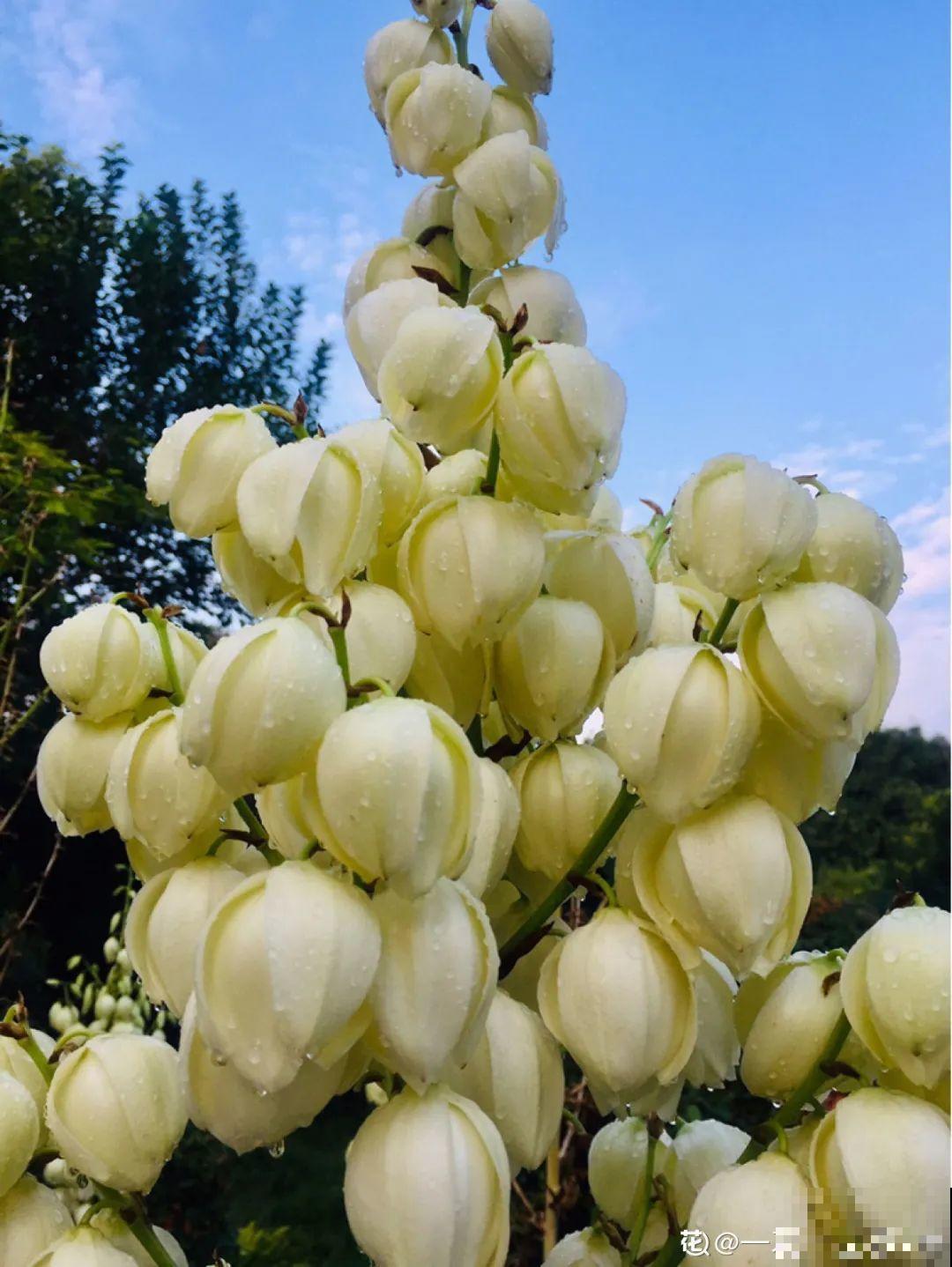 家里养棵“丑八怪”，霸气镇宅，越养越爱