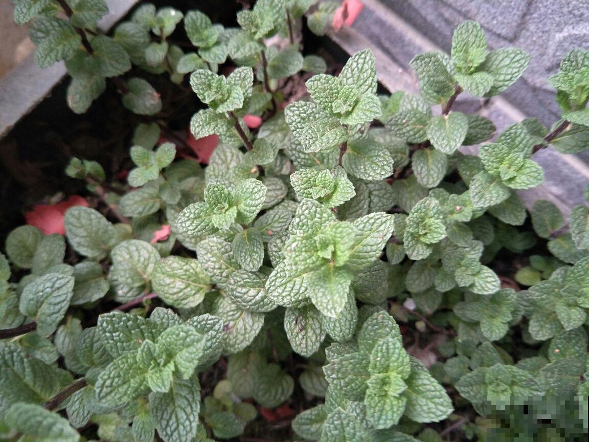 在家养花，一定要注意养花位置，5个地方不能养