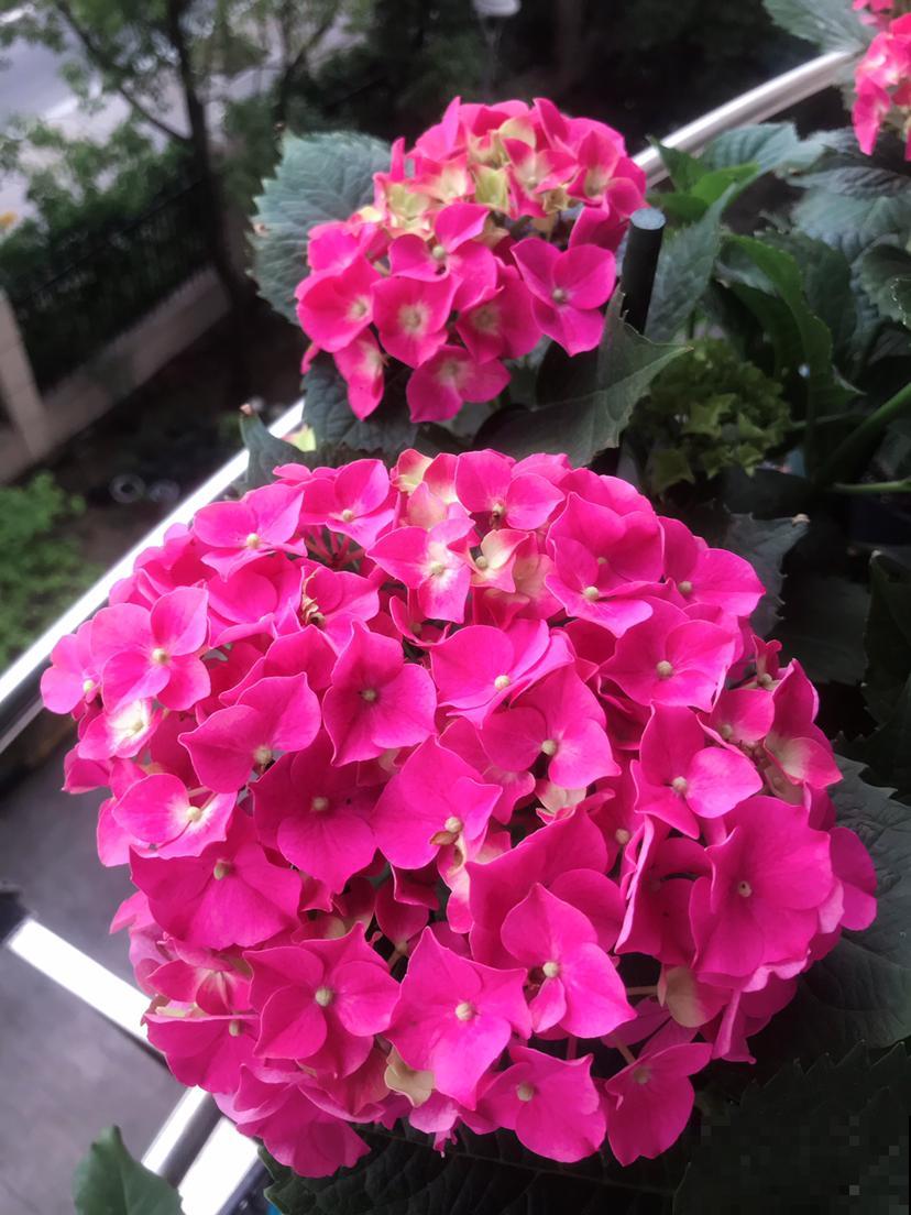 4种花是大水缸，一天不浇水，马上蔫给你看