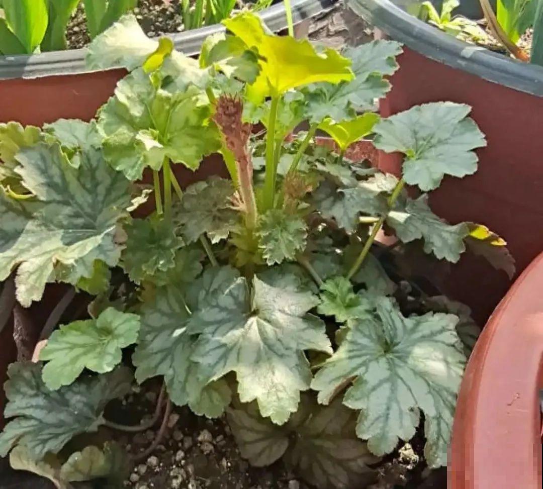 12种花真是太能生，叶子沾土就生根，实在太好活