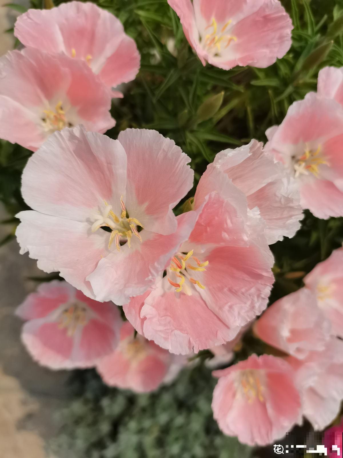 1种花名叫“古代稀”,撒把种子就开花,越养越上瘾 1种花名叫“古代稀”,撒把种子就开花,越养越上瘾