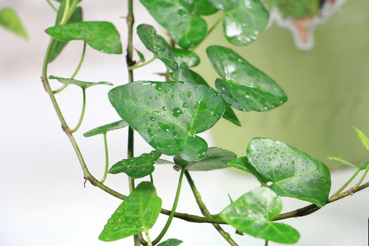 适合养在阳台的4种花，简单打理，轻松长成遮阳帘！