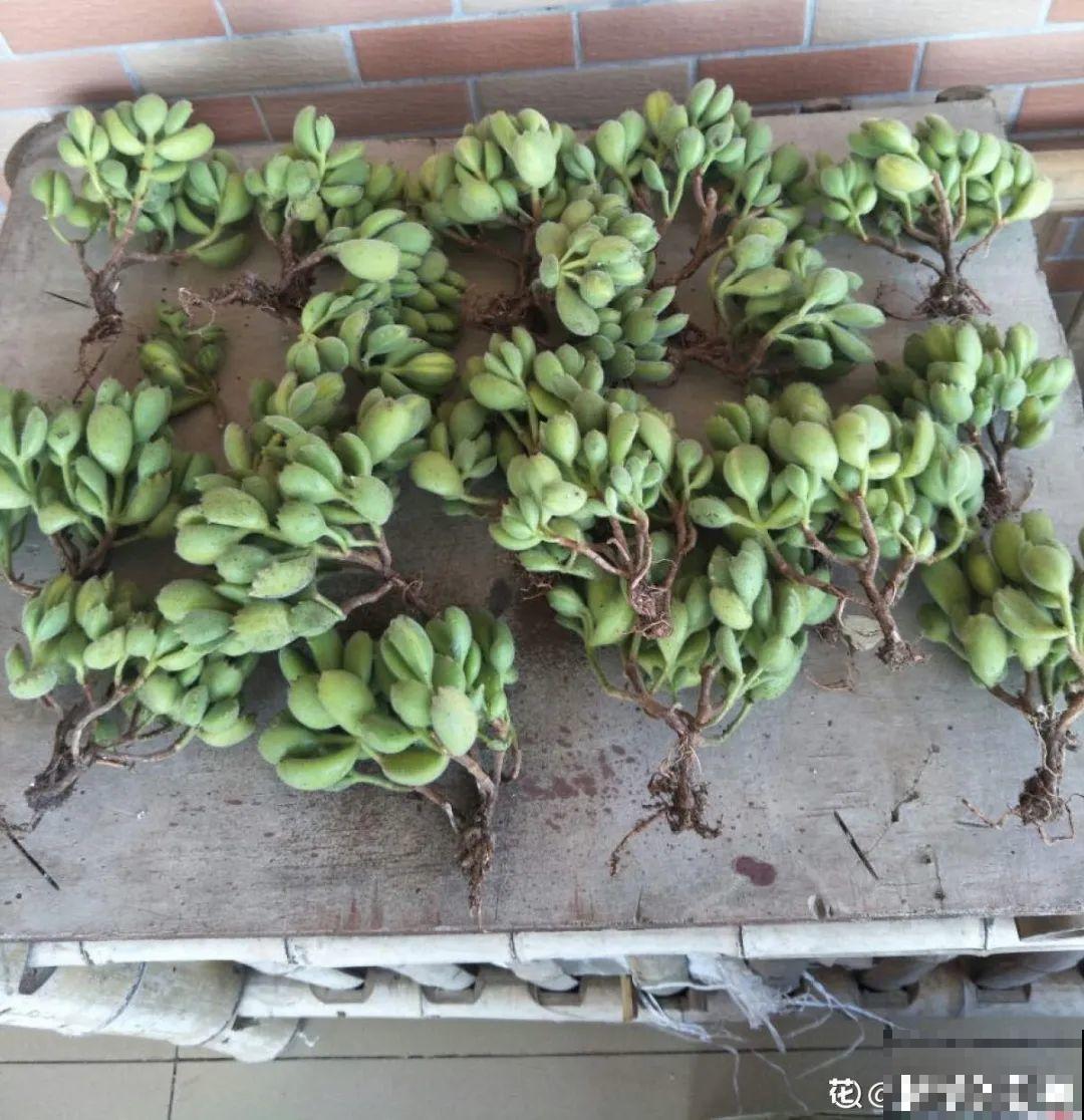 多肉长满白毛须，是个危险信号，要及时处理