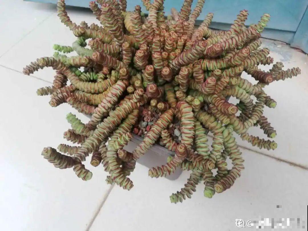 6种花夏天扦插,枝条剁8段、撒土里,3岁小孩都能插活! 6种花夏天扦插,枝条剁8段、撒土里,3岁小孩都能插活!