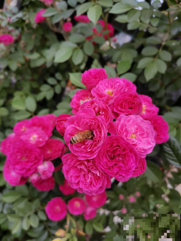 初春6种花,花骨朵呼呼冒,离花开满园不远了 初春6种花,花骨朵呼呼冒,离花开满园不远了