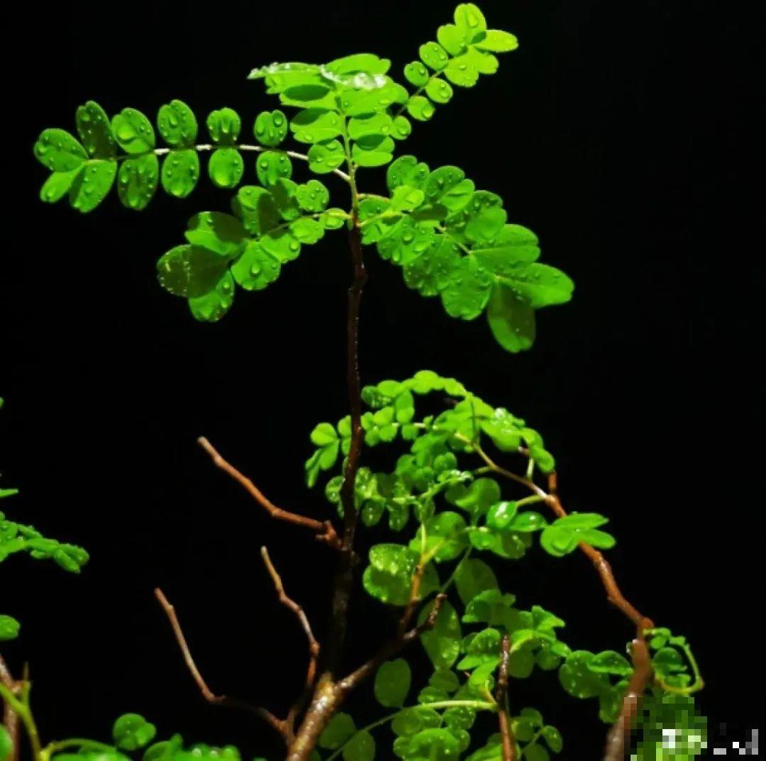 家里养盆香水花,满屋子飘香,还能净化空气 家里养盆香水花,满屋子飘香,还能净化空气