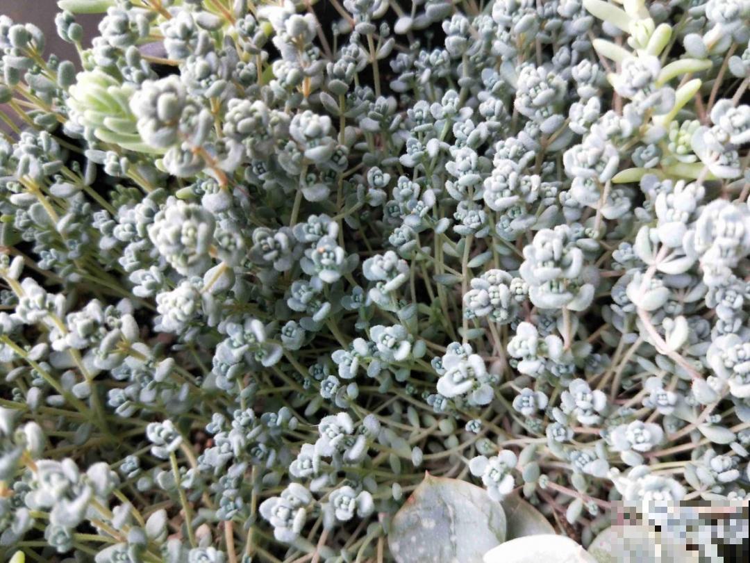 5种铺面多肉,沾土就活,迅速占满每一寸土地 5种铺面多肉,沾土就活,迅速占满每一寸土地