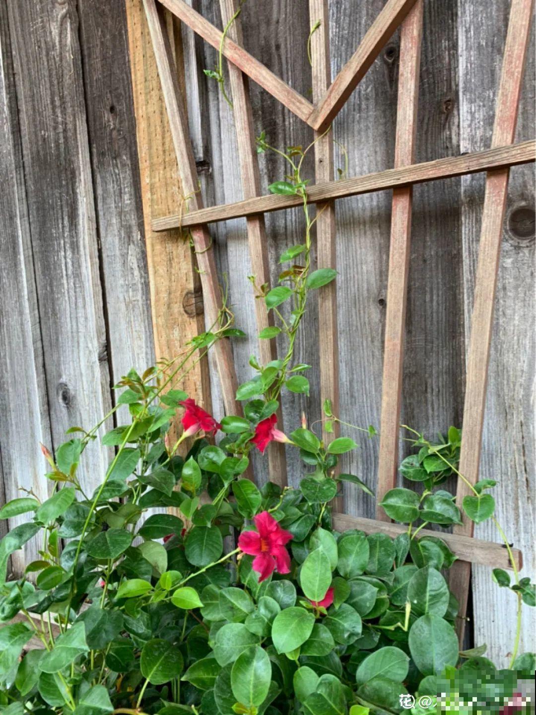 一棵旱金莲,开花又多又没,1年就能长成花墙! 一棵旱金莲,开花又多又没,1年就能长成花墙!