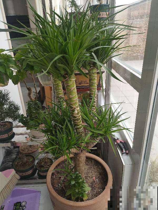 4种“长寿花”，堪称“万岁爷”，最老一棵12000岁