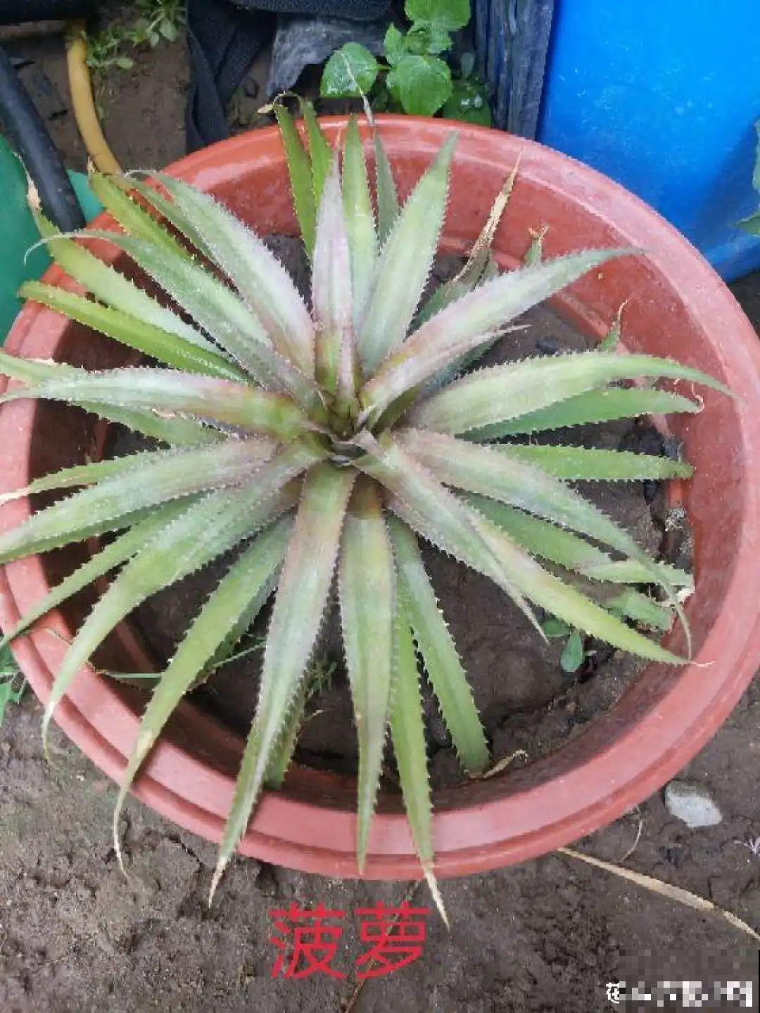 半死不活的花,扔水里,突然长疯了 半死不活的花,扔水里,突然长疯了