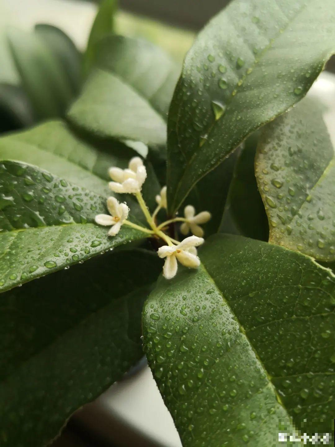 米兰花喜欢喝醋，一个月来一勺，花苞嘟噜噜冒