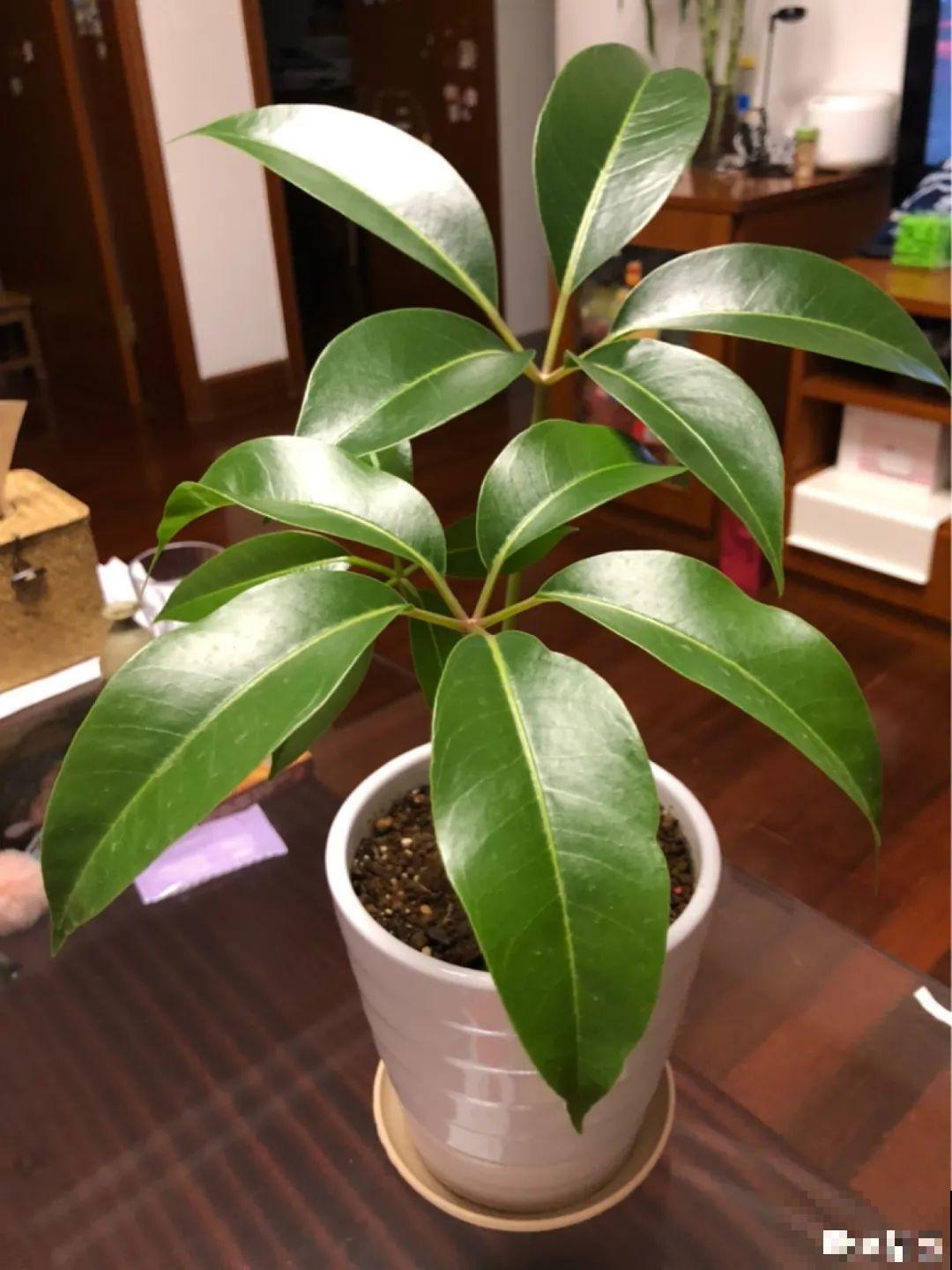 10种花越高越值钱,能长到2米,大高个霸气镇宅! 10种花越高越值钱,能长到2米,大高个霸气镇宅!