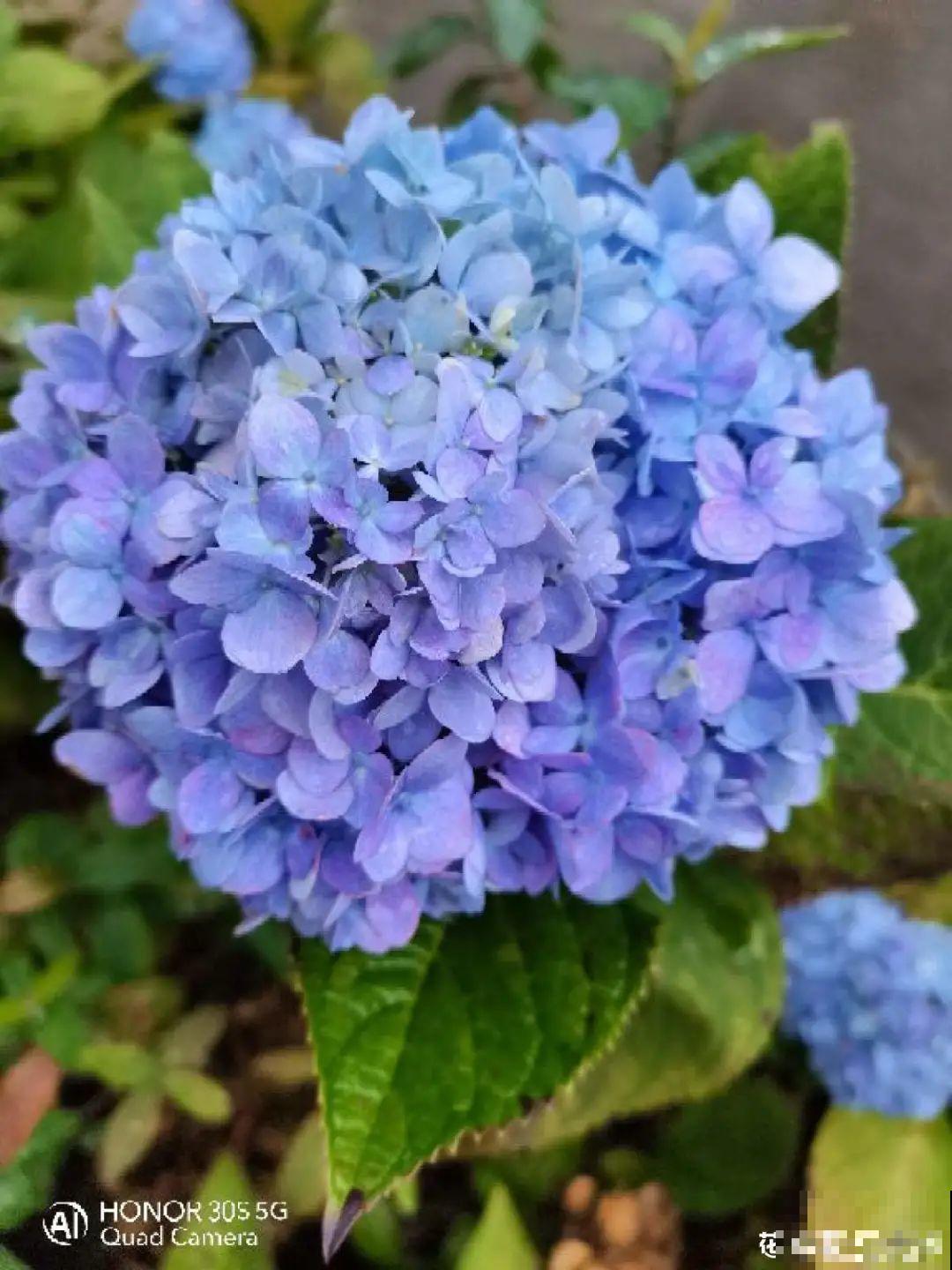 初春浇水要谨慎，浇水浇不对，小心全军覆没