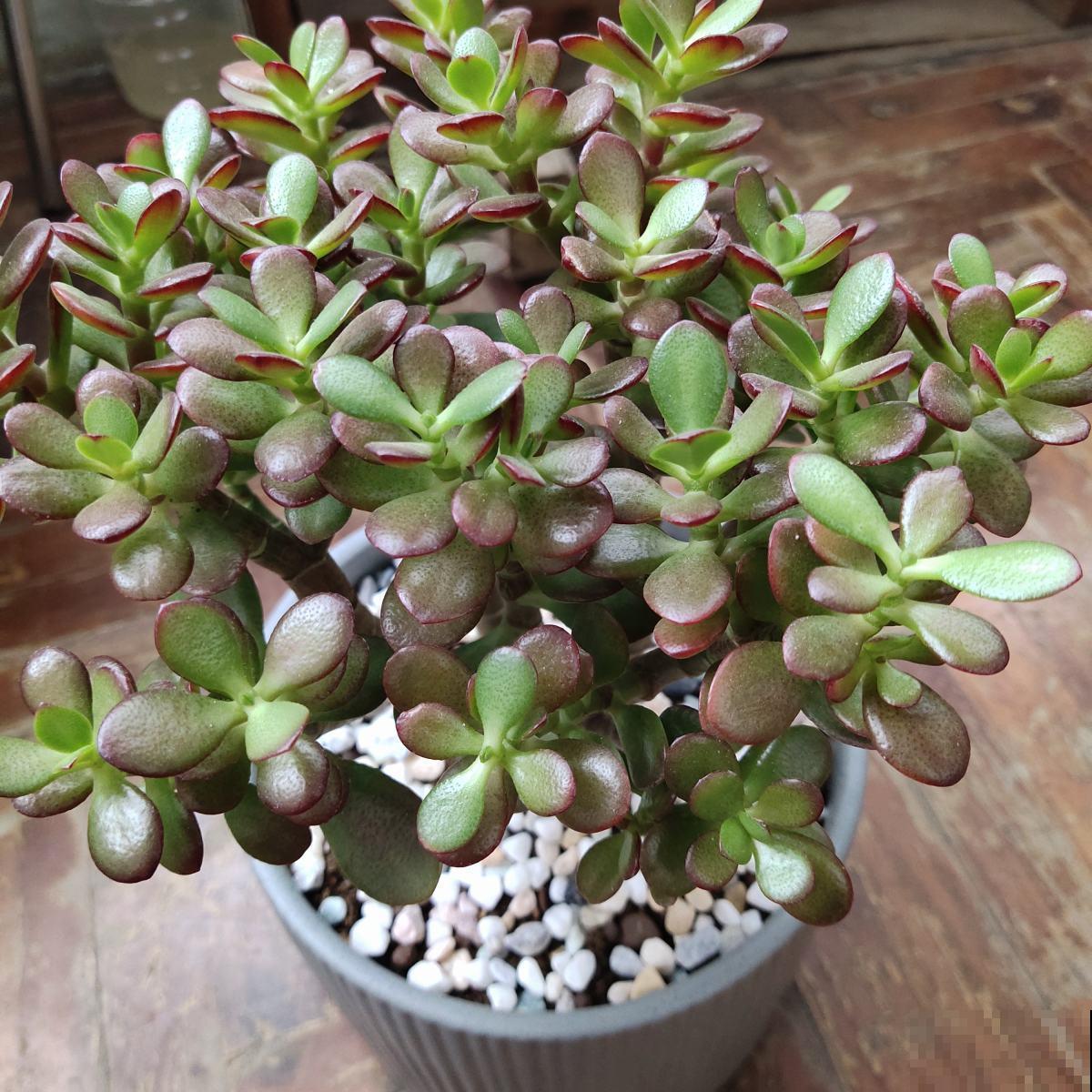 玉树这样养，棵棵叶肥枝壮，长成真正的玉树临风！