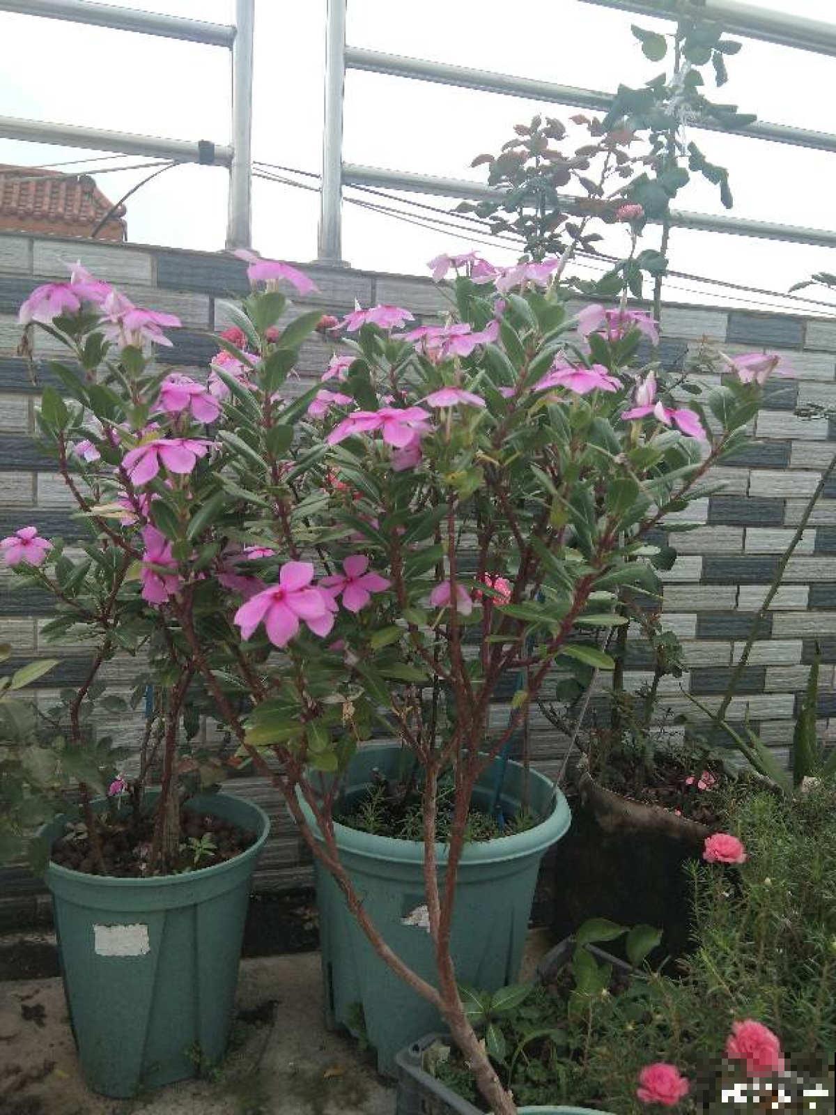 一种花名叫“天天开”,修剪一下,还能长成小花树! 一种花名叫“天天开”,修剪一下,还能长成小花树!
