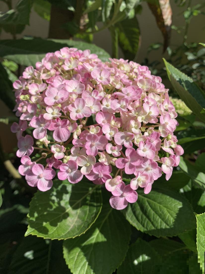 新手买花容易进的“坑”，4种类型的花别买，难养活