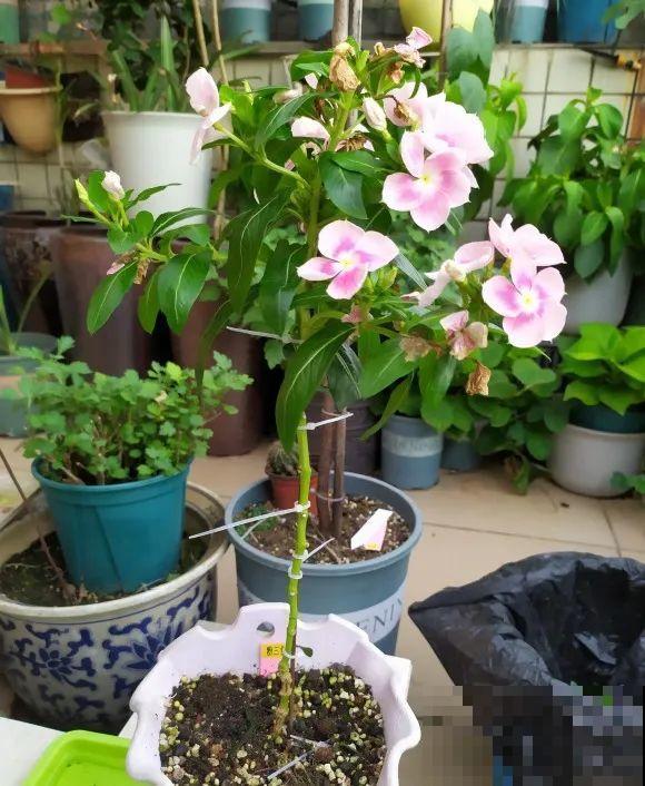 5年的马齿苋，长成“一棵小树”，真头一回见